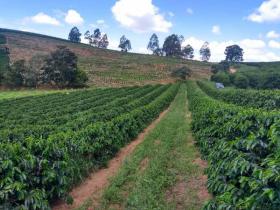 Land-/Forstwirtschaft Luís Tristão zu kaufen Brasilien