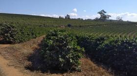 Land-/Forstwirtschaft Luís Tristão zu kaufen Brasilien