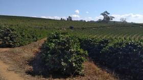 Land-/Forstwirtschaft Luís Tristão zu kaufen Brasilien