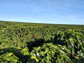 Land-/Forstwirtschaft Luís Tristão zu kaufen Brasilien