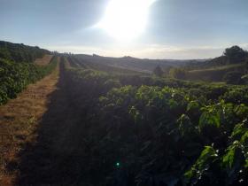 Land-/Forstwirtschaft Luís Tristão zu kaufen Brasilien