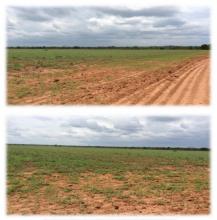 Land/Forestry Luis Eduardo Magalhães for sale Brazil