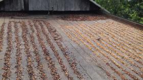 Terra/Silvicultura Ilhéus Venda Brasil