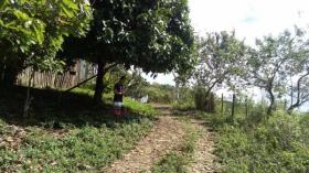 Terra/Silvicultura Ilhéus Venda Brasil