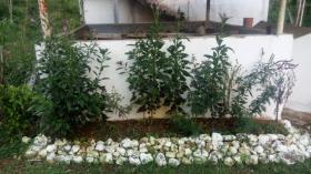 Terra/Silvicultura Ilhéus Venda Brasil