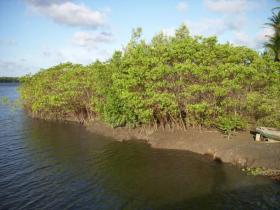 土地 農業/林業 ボカ・ド・リオ ブラジル