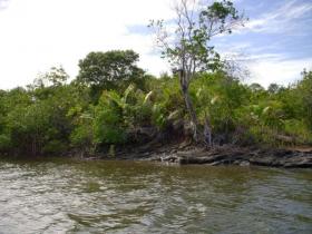 土地 農業/林業 ボカ・ド・リオ ブラジル