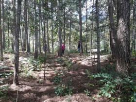 Emlak arazi / ormancılık Torreões Satılık Brezilya