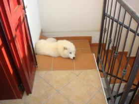 Holiday home Lido di Spina for rent Italy