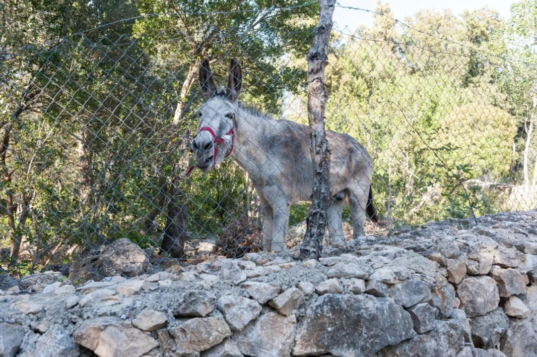 Vakantiehuis Campanet Te Huur Spanje