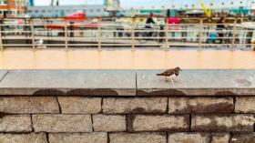 Casa de vacaciones De Haan En Renta Bélgica