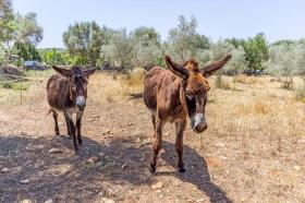 度假屋 科斯蒂克斯  西班牙