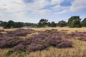 Tatil evi Voorthuizen Kiralık Hollanda
