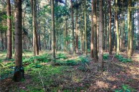 Ferienhaus Ede zu mieten Niederlande