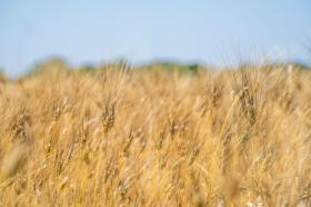 Holiday home San Vincenzo for rent Italy