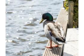 Casa de férias Loosdrecht Aluguéis Holanda