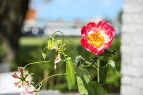 Casa de férias Loosdrecht Aluguéis Holanda