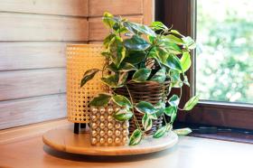 Maison de vacances Uelsen À louer Allemagne