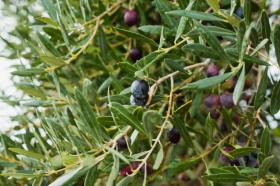 Ferienhaus Villanova d'Albenga zu mieten Italien