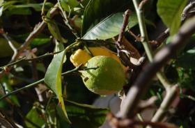 Дом отдыха Туоро-суль-Тразимено Аренда Италия