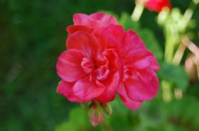 casa per le vacanze Tuoro sul Trasimeno In affitto Italia