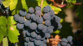 Casa de férias L'Aiguillon-sur-Vie Para alugar França