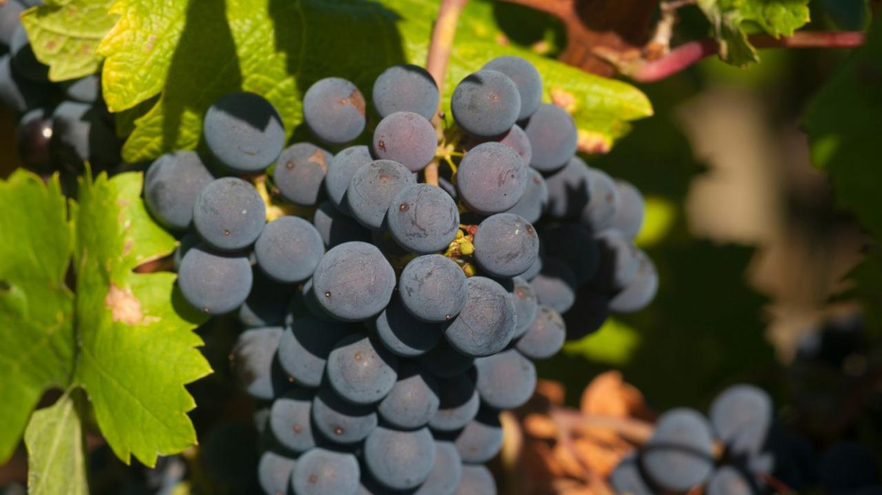 Ferienhaus L'Aiguillon-sur-Vie Zu vermieten Frankreich
