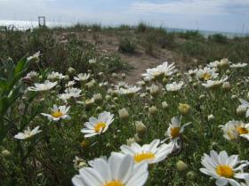 Casa de férias Marina di Castagneto Aluguéis Itália