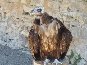 Tatil evi Waldbrunn Kiralık Almanya