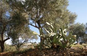 Ferienhaus Rosen zu mieten Spanien