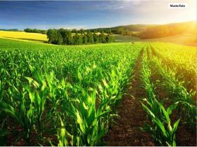 Ackerland_Musterfoto - Plots / Land  Foreclosures in Eulenbis, Germany