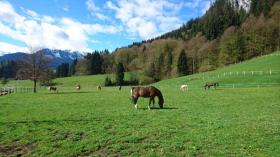 إسطبلات ركوب الخيل Obermaiselstein  ألمانيا | Image