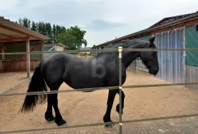 Detached house for sale in Meckenbach, Germany