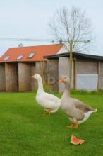 Bouwgrond Prittriching Te Koop Germany