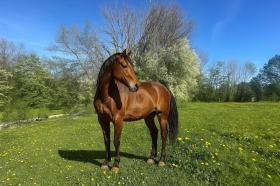 体育/休闲设施 出售 于 伯格-格默斯海姆, 德国