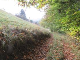 Property land/forestry Foreclosure Auction in Großklein, Austria