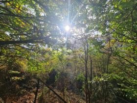 Építési telek Orselina Eladó Svájc
