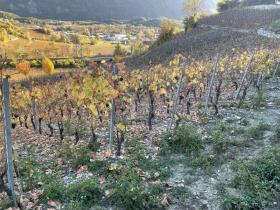 建筑用地 萨尔格施  瑞士