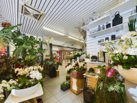 Tienda Linse En Renta Suiza