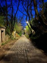 αμπελοκομία προς πώληση στο Βιέννη-Großjedlersdorf, Αυστρία