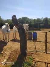 土地 西内乌 西班牙