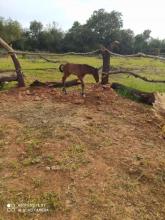 土地 西内乌 西班牙