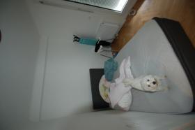 Płaski Wien  Austria