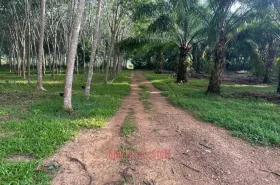 Property land/forestry กระบี่ for sale Thailand