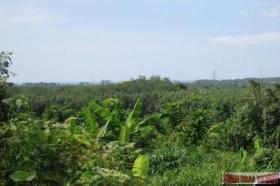 الملكية الزراعة/الحراجة Phuket  تايلاند