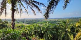 Property land/forestry for sale in Phuket, Thailand Property land/forestry for sale in Phuket, Thailand