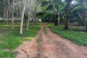 Terrain sylviculture nationale กระบี่ Achat Thaïlande