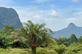 Terrain sylviculture nationale กระบี่ Achat Thaïlande