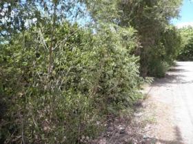 Nieruchomości Rolnictwo/leśnictwo ประจวบคีรีขันธ์  Tajlandia