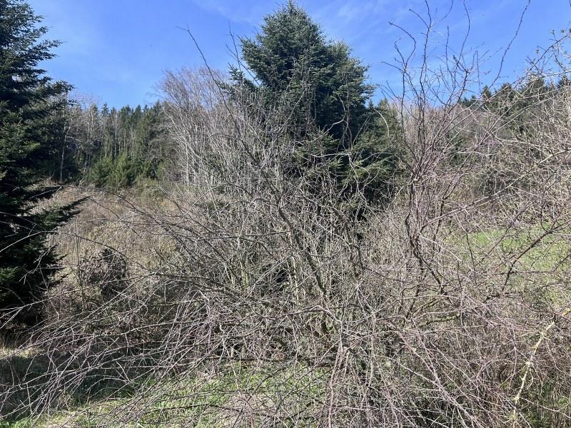 Área verde, áreas recreativas Wallsberg Leilão / Foreclosure Áustria